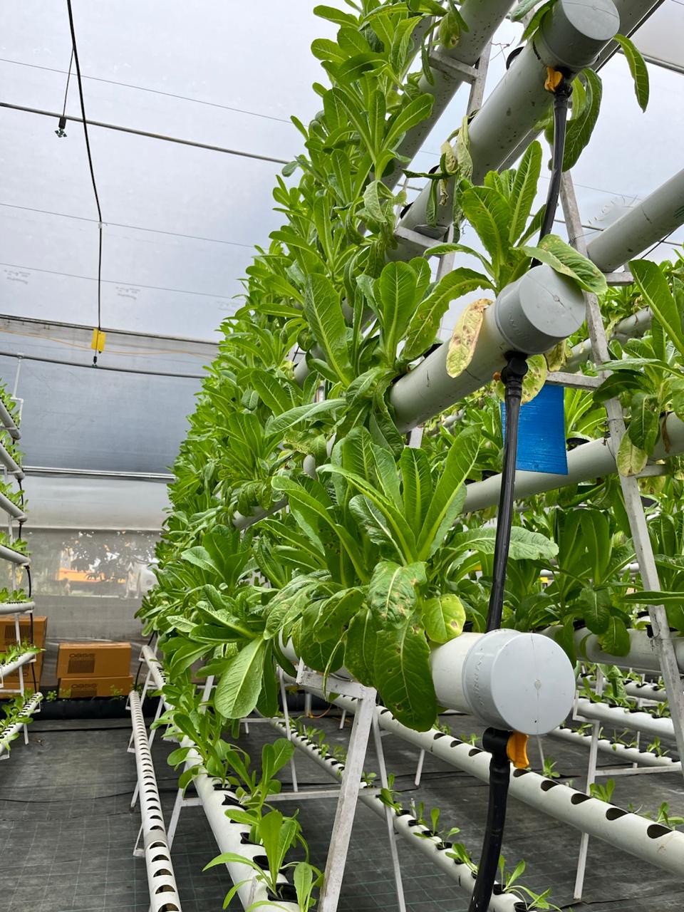 Mr. Bharath - Hydroponic Systems